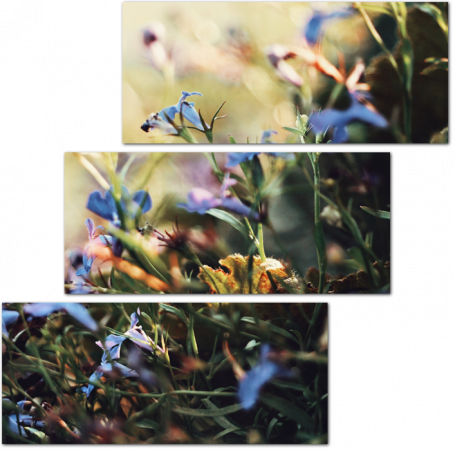 Тонкие стебли с голубыми цветами