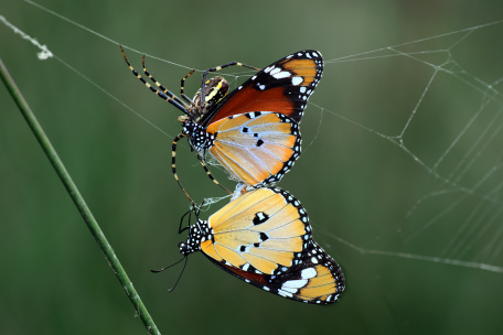 Две бабочки в плену у паука