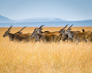 Антилопы в траве