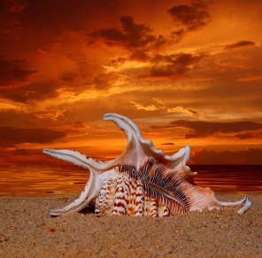 Раковина на пляже на закате
