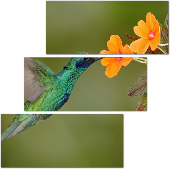Колибри и цветочный нектар