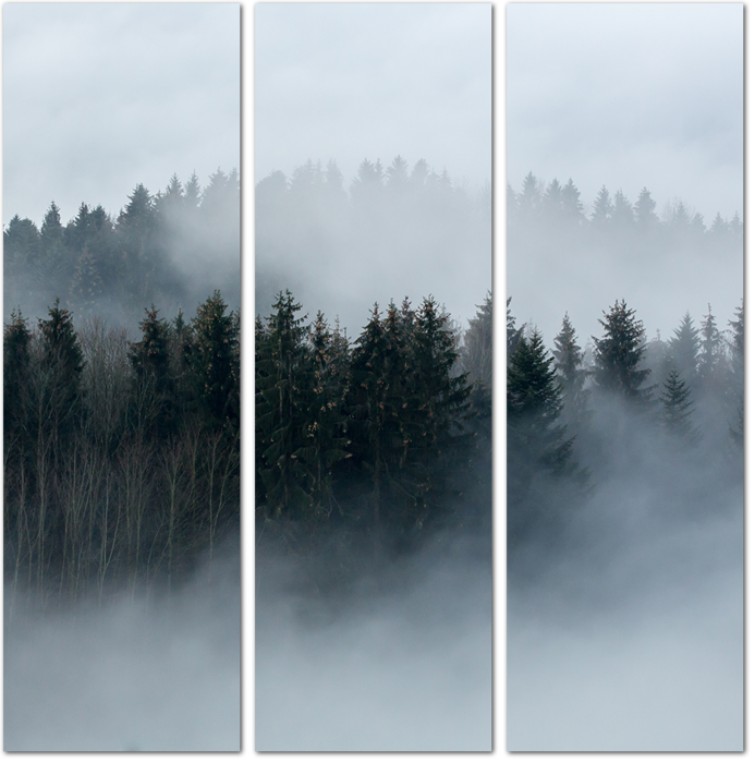 Туман укутал лес
