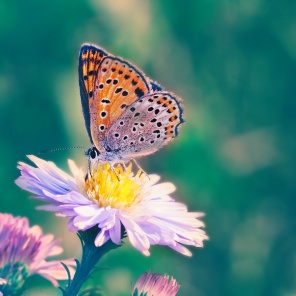 Бабочка Шоколадница на цветке