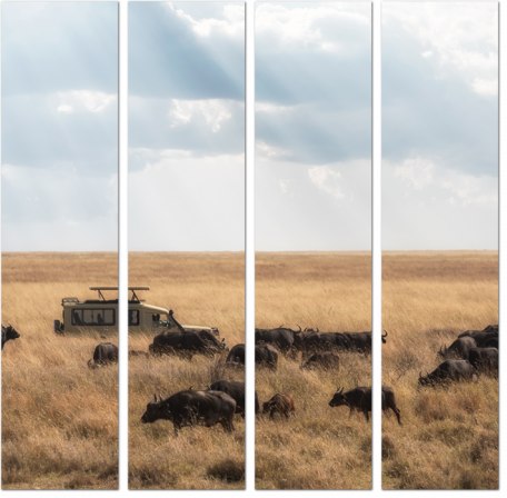 Сафари на буйволов