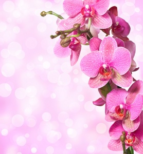 Ветка яркой орхидеи