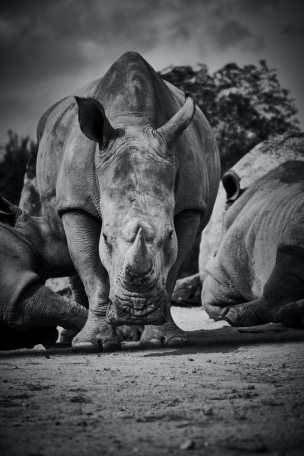 Устрашающий вид носорога