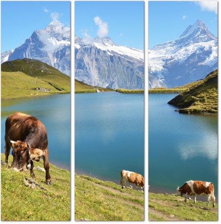 Коровы на фоне Альпийских лугов