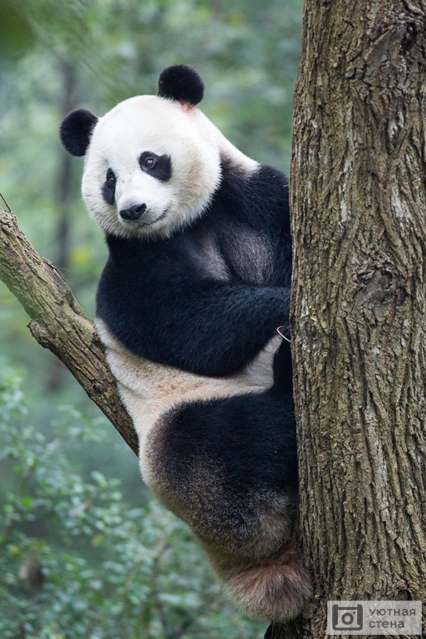 Фотообои Панда на дереве - Арт. 180530 | Купить в интернет-магазине  Уютная стена