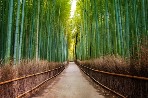 Бамбуковая аллея в парке Киото. Япония