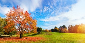 Осенний пейзаж с деревом