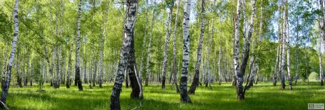 Березовая роща