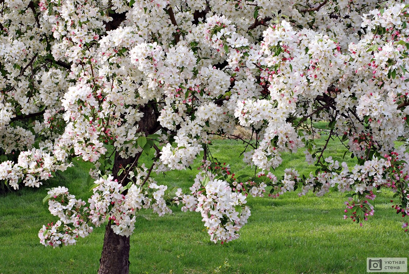 Фотообои Цветущая яблоня - Арт. 170197 | Купить в интернет-магазине  Уютная стена