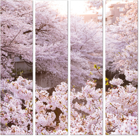 Городской сад цветущей сакуры