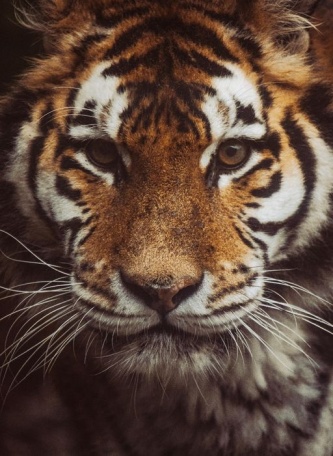 Решительный взгляд тигра