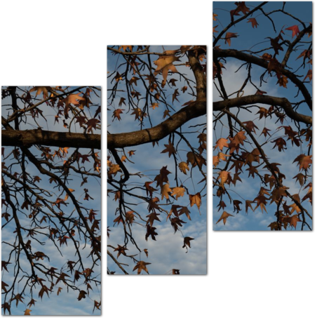 Весенние листья клена на фоне неба