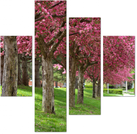 Аллея с цветущими деревьями декоративной вишни