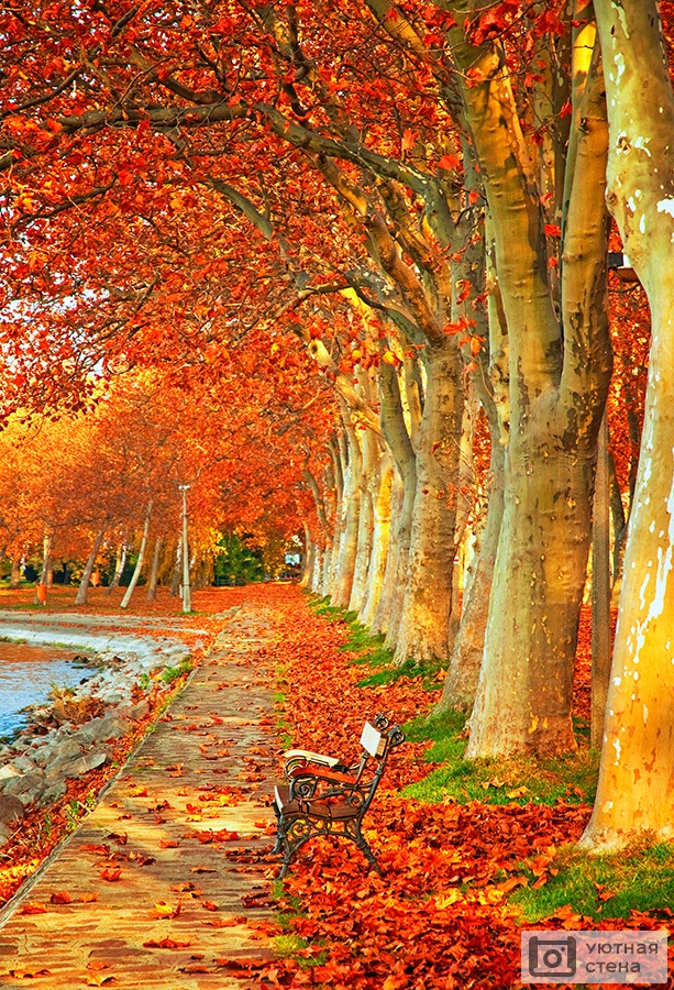 Деревья и кустарники осенью