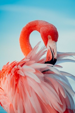 Изящный розовый фламинго