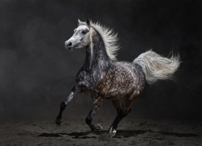 Красивая лошадь на черном песке