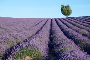 Красивое лавандовое поле Франция