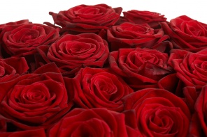 Букет красных роз вблизи