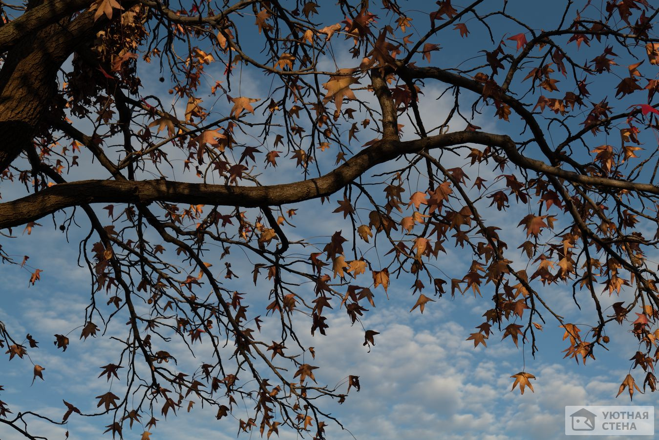 Весенние листья клена на фоне неба