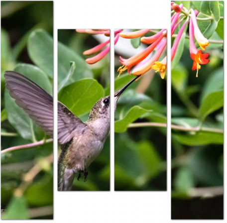Колибри добывает нектар