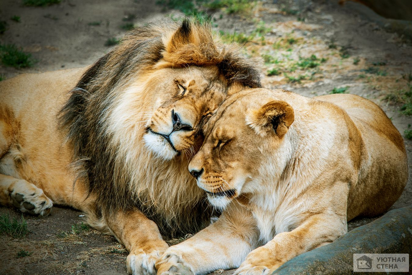 Двое львов