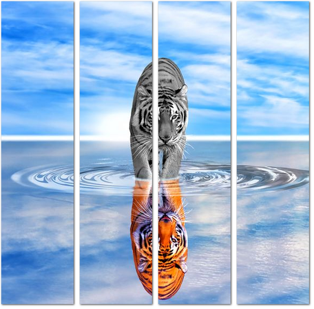 Тигр в отражении воды