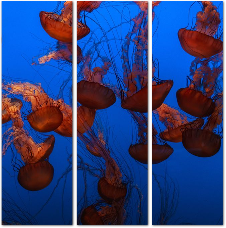 Множество ажурных медуз