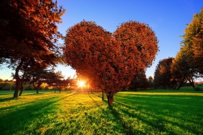 Дерево формы сердца с красными листьями