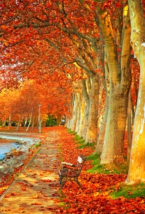 Красивые деревья осенью в городе