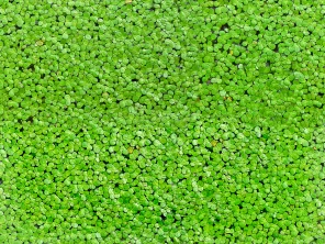 3D пол Листья на воде