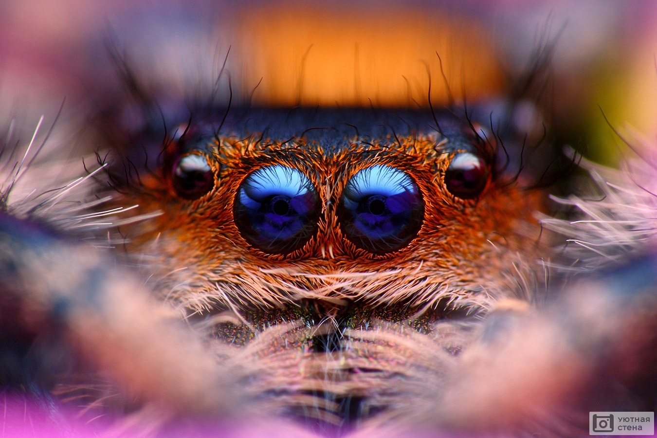 глаза пауков крупным планом
