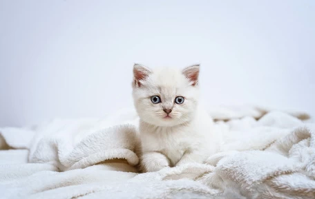 Очаровательный котенок