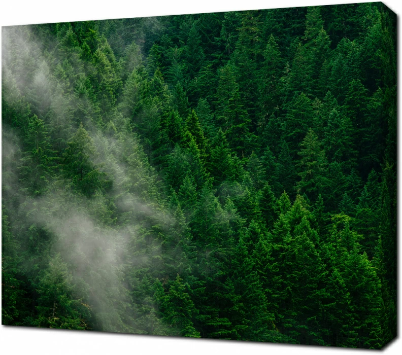 Свежесть Альпийских елей