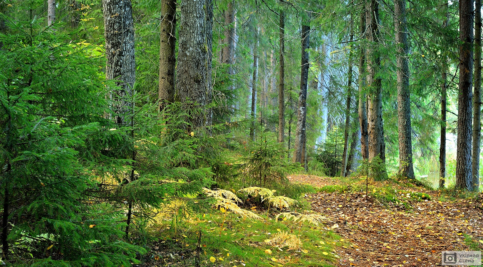 Фотообои Сосновый лес летом - Арт. 150025 | Купить в интернет-магазине  Уютная стена