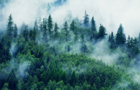 Туман поднимается над лесом