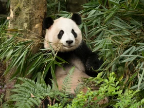 Панда в зелени