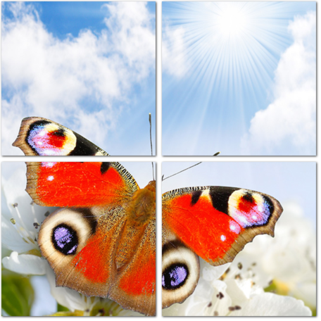 Красивое изображение бабочки крупным планом