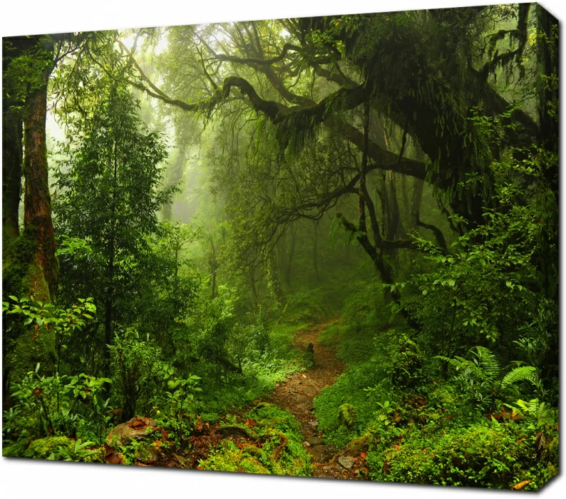 Субтропический лес в Непале