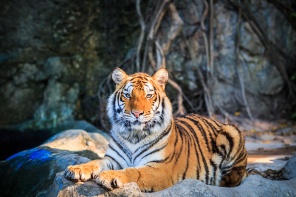 Тигр на скале