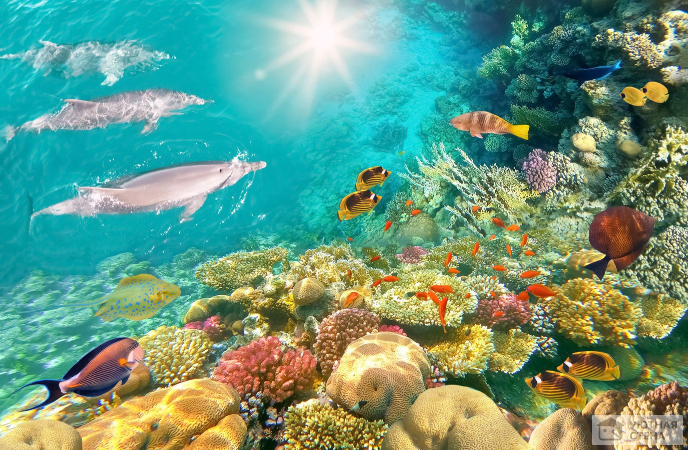 Разнообразие кораллового рифа