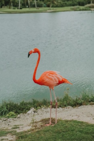 Одинокий фламинго на берегу