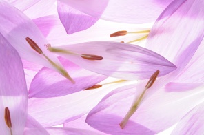 Лепестки цветка безвременника