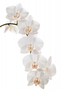 Белые цветы орхидеи