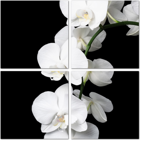 Ветка орхидеи на чёрном фоне