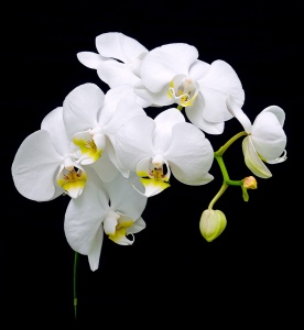 Белая орхидея на черном фоне