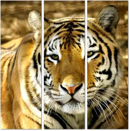 Сонный Бенгальский тигр