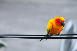 Яркий попугай на сером фоне
